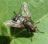 Pollenia sp.